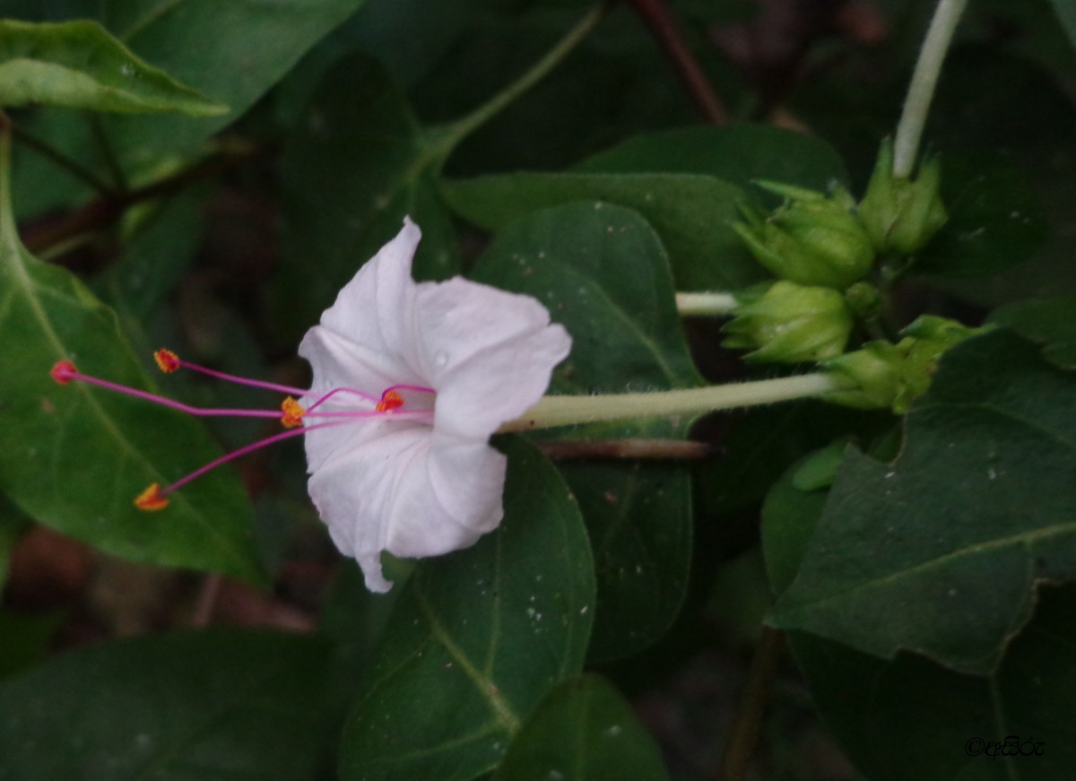 Mirabilis jalapa L.